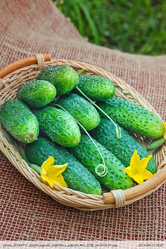 Огурец Мальчик с пальчик F1 0,25 гр цв.п (Био-старт)